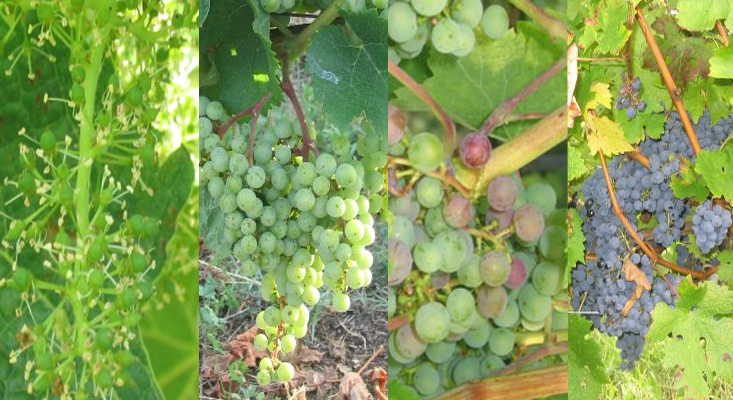 travail-vignes-0