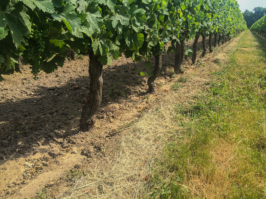 travail-vignes-2