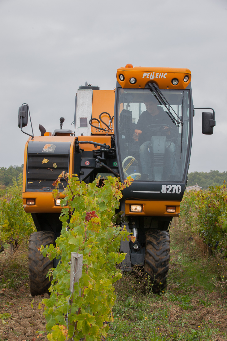 travail-vignes-4