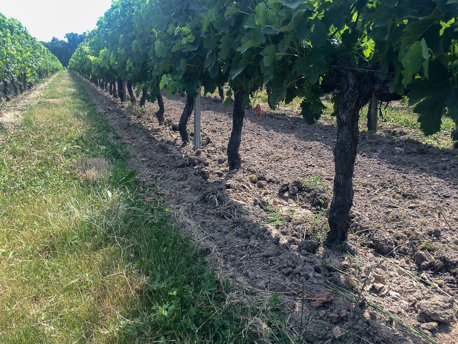 travail-vignes