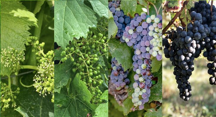 travail-vignes-0-New